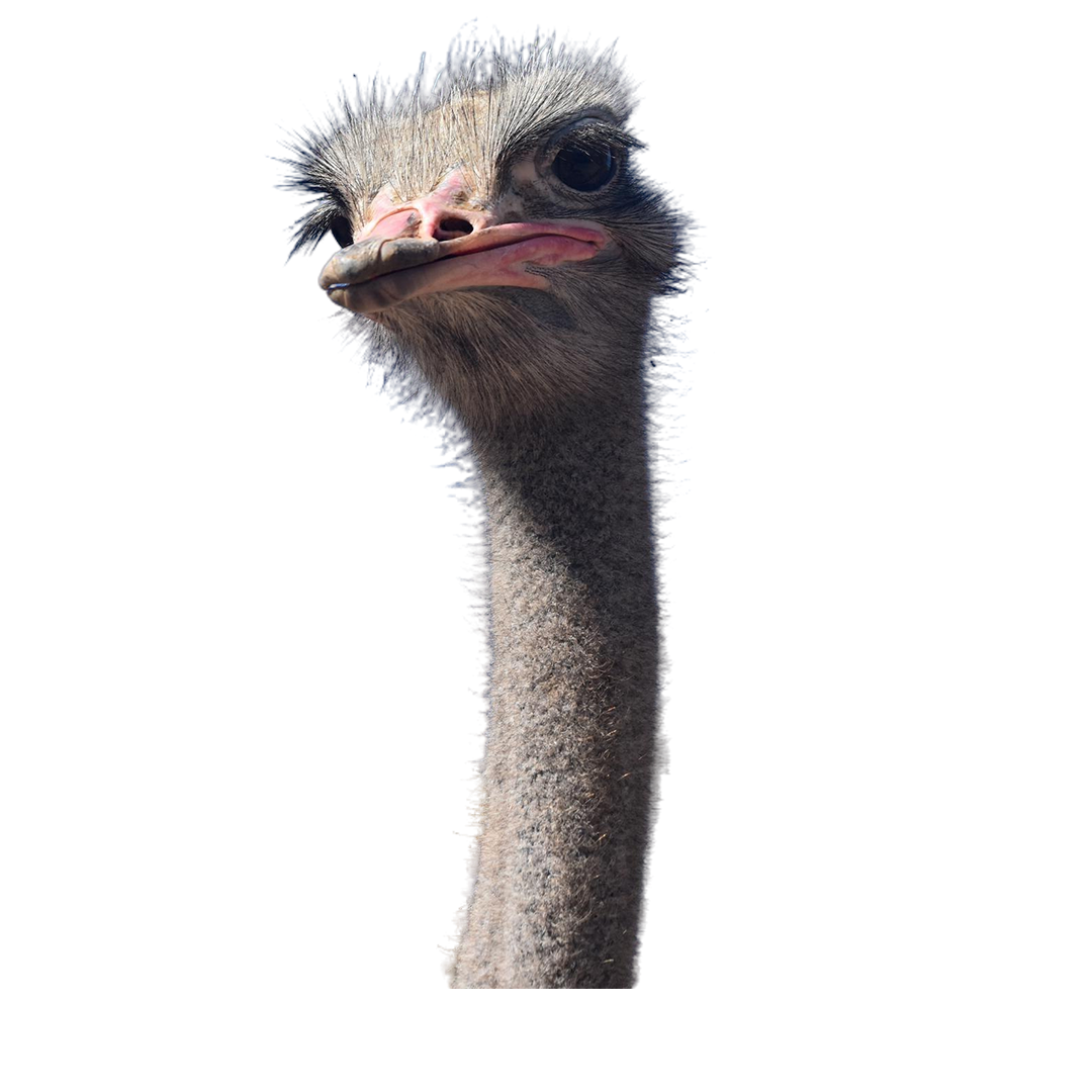 ostrich head